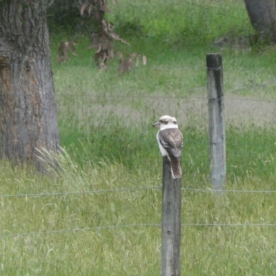 Dacelo novaeguineae (Laughing Kookaburra) at North Walpole, WA - 1 Nov 2017 by natureguy