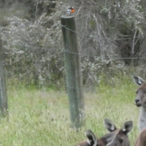 Petroica boodang at North Walpole, WA - 1 Nov 2017 11:28 AM