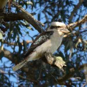 Dacelo novaeguineae at Porongurup, WA - 6 Nov 2017