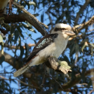 Dacelo novaeguineae (Laughing Kookaburra) at Porongurup, WA - 5 Nov 2017 by natureguy