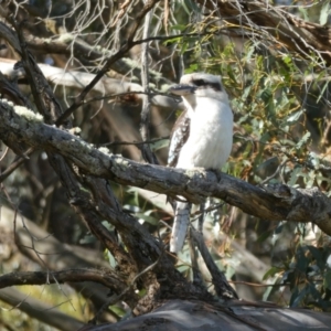 Dacelo novaeguineae at Porongurup, WA - 6 Nov 2017