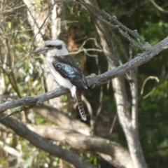 Dacelo novaeguineae at Porongurup, WA - 6 Nov 2017