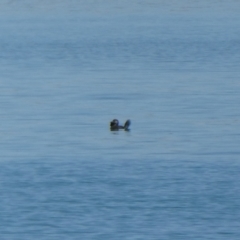 Biziura lobata (Musk Duck) at Clifton, WA - 31 Oct 2017 by natureguy