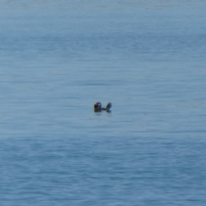 Biziura lobata at Clifton, WA - 1 Nov 2017