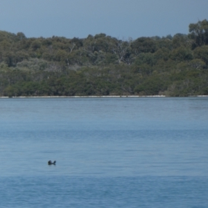 Biziura lobata at Clifton, WA - 1 Nov 2017