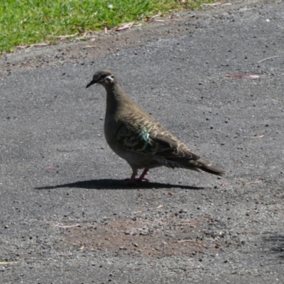 Phaps chalcoptera (Common Bronzewing) at Albany, WA - 4 Nov 2017 by natureguy