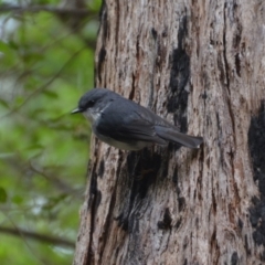 Eopsaltria georgiana (White-breasted Robin) at Walpole-Nornalup National Park - 1 Nov 2017 by natureguy