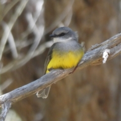 Eopsaltria griseogularis (Western Yellow Robin) at Porongurup, WA - 5 Nov 2017 by natureguy