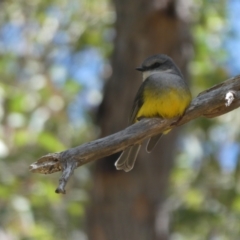 Eopsaltria griseogularis at Porongurup, WA - 6 Nov 2017