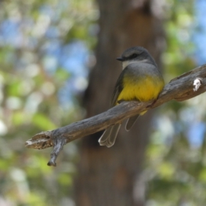 Eopsaltria griseogularis at Porongurup, WA - 6 Nov 2017 06:13 AM