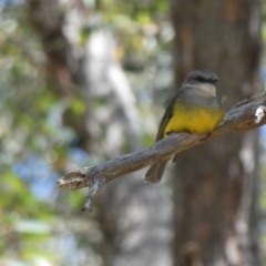 Eopsaltria griseogularis at Porongurup, WA - 6 Nov 2017 06:13 AM