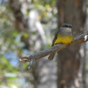 Eopsaltria griseogularis at Porongurup, WA - 6 Nov 2017