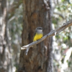 Eopsaltria griseogularis at Porongurup, WA - 6 Nov 2017