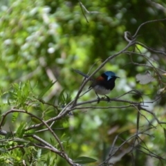 Malurus elegans at Porongurup, WA - 5 Nov 2017 05:58 PM