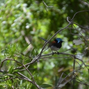 Malurus elegans at Porongurup, WA - 5 Nov 2017 05:58 PM