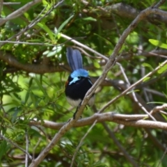 Malurus elegans at Porongurup, WA - 5 Nov 2017 05:58 PM