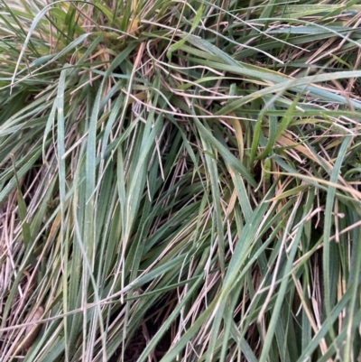 Nassella neesiana (Chilean Needlegrass) at Hackett, ACT - 9 Apr 2022 by waltraud