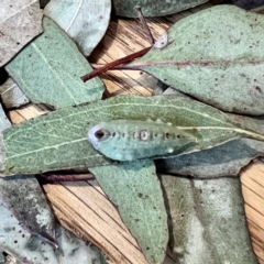 Pseudanapaea transvestita at Forde, ACT - 19 Apr 2022