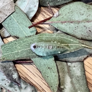 Pseudanapaea transvestita at Forde, ACT - 19 Apr 2022