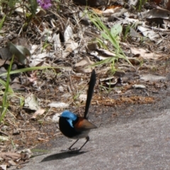 Malurus elegans (Red-winged Fairywren) at Tingledale, WA - 2 Nov 2017 by natureguy