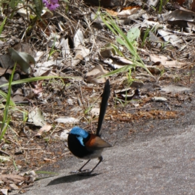 Malurus elegans (Red-winged Fairywren) at Tingledale, WA - 2 Nov 2017 by natureguy