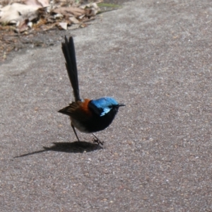 Malurus elegans at Tingledale, WA - 2 Nov 2017 04:13 AM