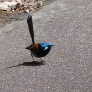 Malurus elegans at Tingledale, WA - 2 Nov 2017 04:13 AM