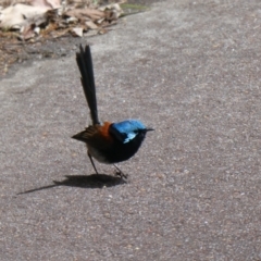 Malurus elegans at Tingledale, WA - 2 Nov 2017