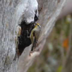 Pardalotus striatus (Striated Pardalote) at Tingledale, WA - 1 Nov 2017 by natureguy