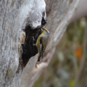 Pardalotus striatus at Tingledale, WA - 1 Nov 2017