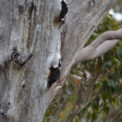 Pardalotus striatus at Tingledale, WA - 1 Nov 2017