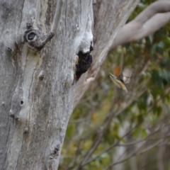 Pardalotus striatus at Tingledale, WA - 1 Nov 2017 04:45 PM