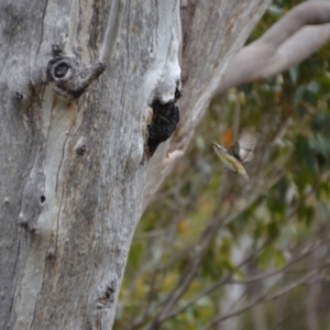 Pardalotus striatus at Tingledale, WA - 1 Nov 2017