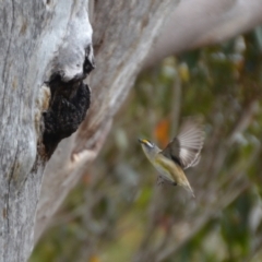 Pardalotus striatus at Tingledale, WA - 1 Nov 2017