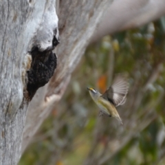 Pardalotus striatus at Tingledale, WA - 1 Nov 2017 04:45 PM