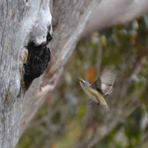 Pardalotus striatus at Tingledale, WA - 1 Nov 2017