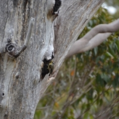 Pardalotus striatus at Tingledale, WA - 1 Nov 2017