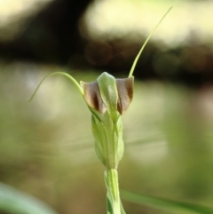 Pterostylis grandiflora (Cobra Greenhood) at Glenquarry - 19 Apr 2022 by Snowflake