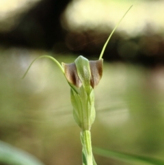 Pterostylis grandiflora (Cobra Greenhood) at Wingecarribee Local Government Area - 19 Apr 2022 by Snowflake