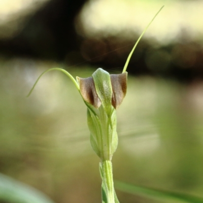 Pterostylis grandiflora (Cobra Greenhood) at Glenquarry - 19 Apr 2022 by Snowflake