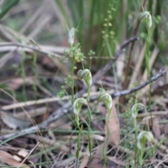 Pterostylis grandiflora at Glenquarry, NSW - 19 Apr 2022