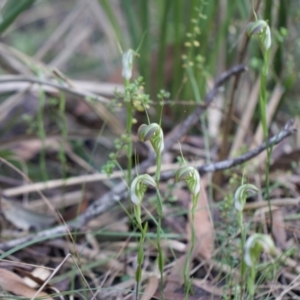 Pterostylis grandiflora at Glenquarry, NSW - suppressed