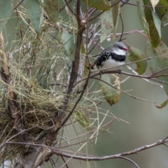 Stagonopleura guttata (Diamond Firetail) at Binalong, NSW - 10 Apr 2022 by trevsci