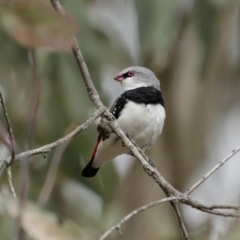 Stagonopleura guttata at Binalong, NSW - 10 Apr 2022