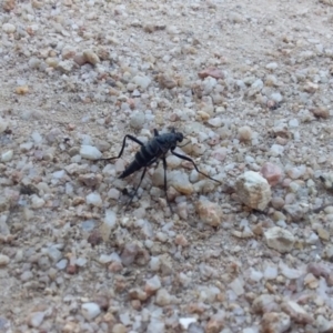 Boreoides subulatus at Paddys River, ACT - 17 Apr 2022 03:53 PM