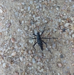 Boreoides subulatus at Paddys River, ACT - 17 Apr 2022 03:53 PM