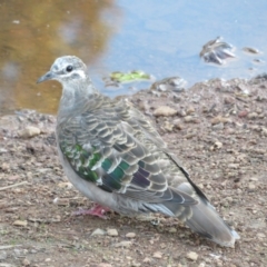 Phaps chalcoptera (Common Bronzewing) at Hackett, ACT - 13 Apr 2022 by Christine