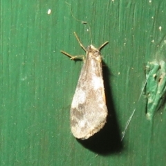 Anestia (genus) (A tiger moth) at Flynn, ACT - 15 Apr 2022 by Christine