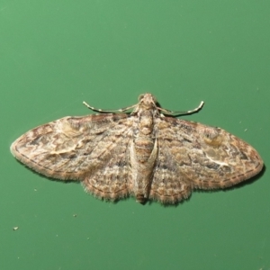 Chloroclystis insigillata at Flynn, ACT - 15 Apr 2022