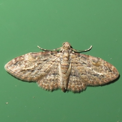 Chloroclystis insigillata (Chloroclystis insigillata) at Flynn, ACT - 15 Apr 2022 by Christine